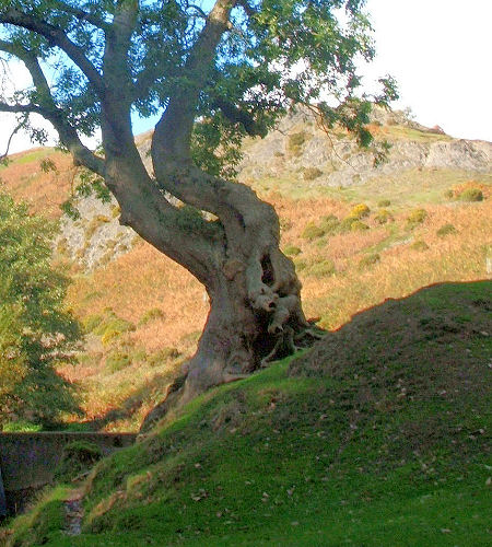 mountain ash uro2